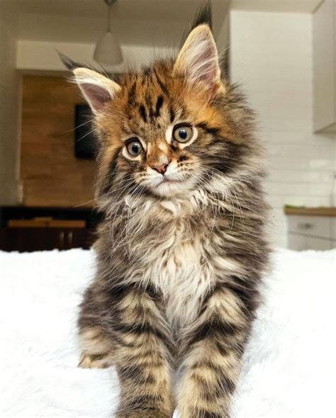 Cashew and Macademia ·Over 4 weeks ago on Petfinder. . Maine coon kittens for sale near lynchburg va